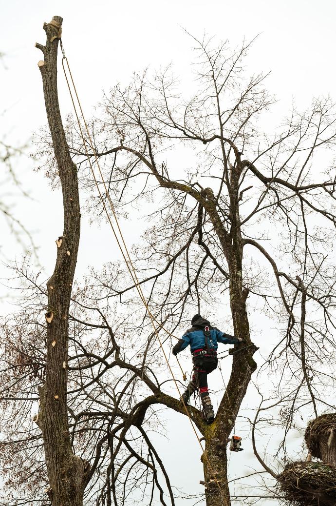 Boomchirurg in een boom