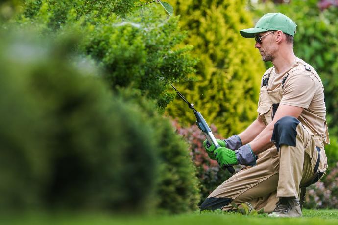 Tuinman die struik aan het snoeien is